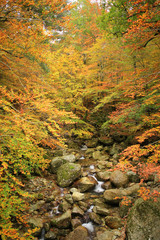 Colourful forest on Corsica Island, France