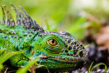 A green iguana glares in the green grass