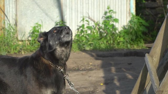 slow motion video of watchdog on chain guarding the area