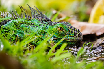 A green iguana huddles in the green grass