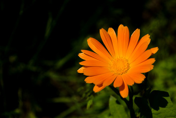 One flower of calendula in the nature