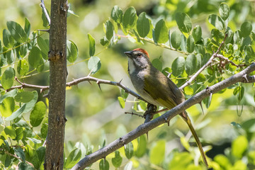 Green-tailed towhee on tree branch in Sandia Mountains, New Mexico