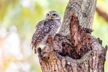 Close up of spotted owlet or athene brama bird