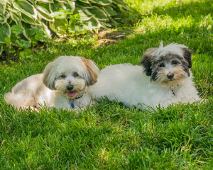 Coton de Tulear puppies playing in the sun on the grass