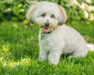 Coton de Tulear puppies playing in the sun on the grass