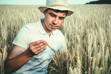 farmer in the field inspecting the quality of grain