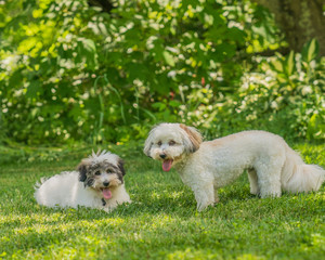 Coton de Tulear puppies playing in the sun on the grass