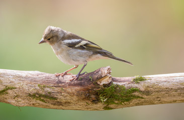 Pinson des arbres juvénile