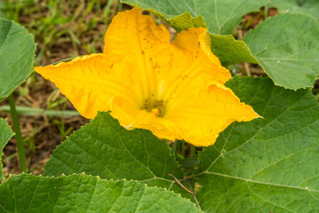 Kabocha or the Western pumpkin. sweet flavor and moist, fluffy texture like chestnuts.