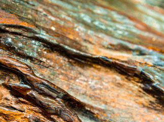 Texture of old stump wood surface