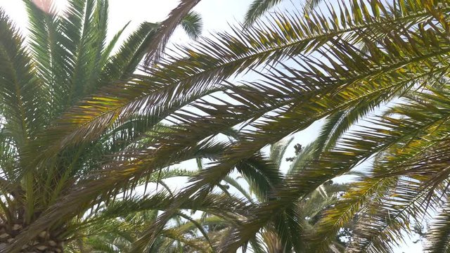 High quality video of walking under palm trees in 4K slow motion 60fps
