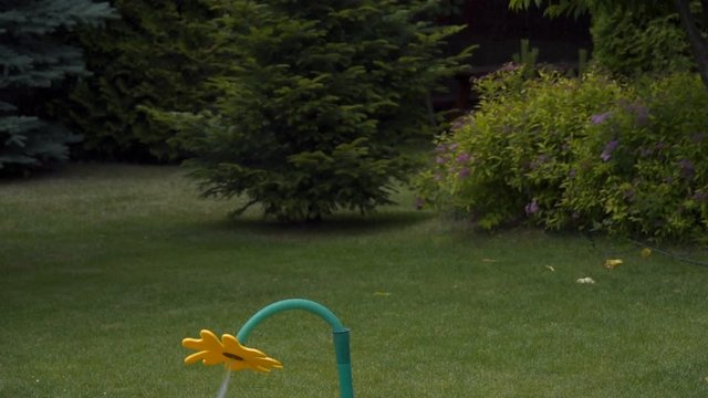Slow motion shot of funny flower garden hose spraying lawn