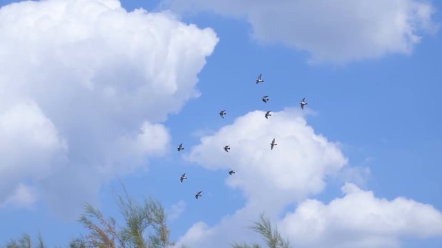 Wide shot of small flock flying in cloudy but sunny day slow motion