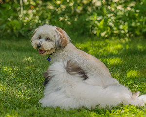 Coton de Tulear terrier dogs playing in a grassy park.