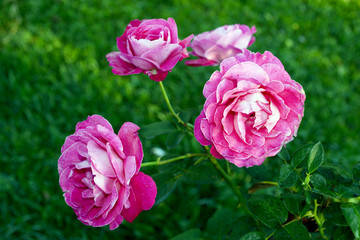 A rose is a woody perennial flowering plant of the genus Rosa, in the family Rosaceae, or the flower it bears. There are over a hundred species and thousands of cultivars.