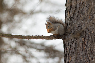 Portrait of a squirrel on a tree