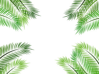 Fototapeta na wymiar Tropical Palm Leaf