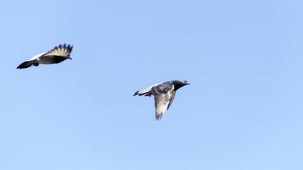 Couple of pigeons fly in the blue sky