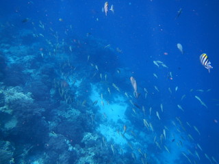 Fototapeta na wymiar Sea Fish, Saltwater Fish / Mnemba Island, Zanzibar Island, Tanzania, Indian Ocean, Africa