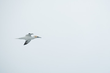 Gannet in flight