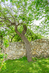 Tree with leaves in nature with grass and stone wall, in Lazio, Italy