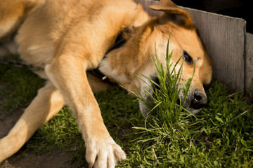 Beautiful red dog playing with weed