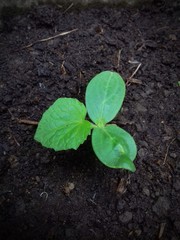 Cucumber sprout/ sprout, hatched out of the ground - 162647619