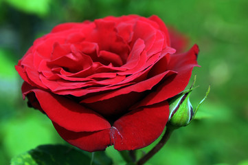 A rose is a woody perennial flowering plant of the genus Rosa, in the family Rosaceae, or the flower it bears. There are over a hundred species and thousands of cultivars.
