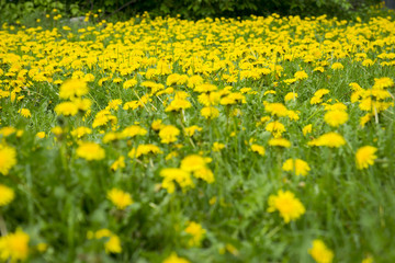 Forest glade covered with yellow dandelions