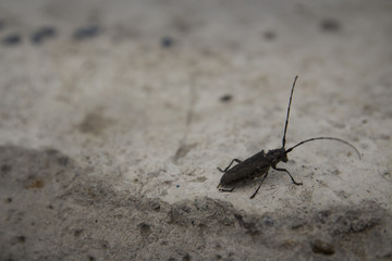Lone baleen beetle sitting on the sidewalk near the road
