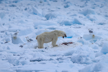 Fototapeta na wymiar Polar Bear (Ursus maritimus),