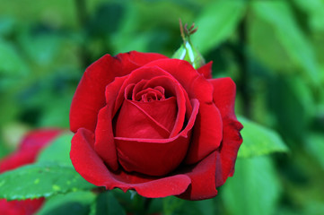 A rose is a woody perennial flowering plant of the genus Rosa, in the family Rosaceae, or the flower it bears. There are over a hundred species and thousands of cultivars.