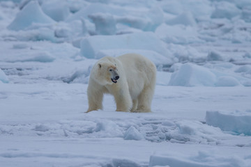 Obraz na płótnie Canvas Polar Bear (Ursus maritimus),