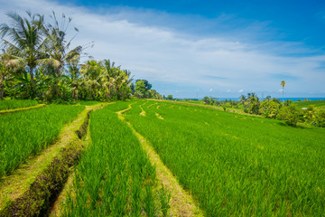 Green rice field close up. Rice in water on rice terraces, Ubud, Bali, Indonesia