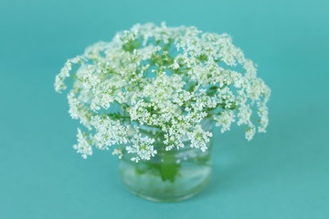 Floral background. Small white flowers on gentle blue and green background. Pastel colors