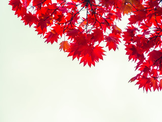 Cross processed tone. Abstract red maple leaves background.