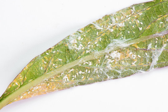 Plague of mealybug under side of leaf