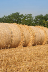 Fototapeta premium Balle di fieno secco su campo in estate 