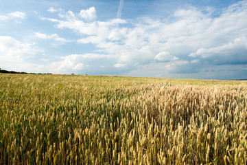 Fototapeta premium Wheat field