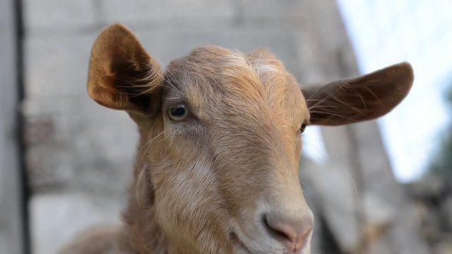 Close Up of a female Goat