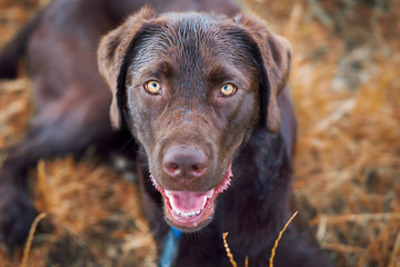 Portrait von einem jungen braunen labrador retriever hund welpen mit hellen intensiven Augen 