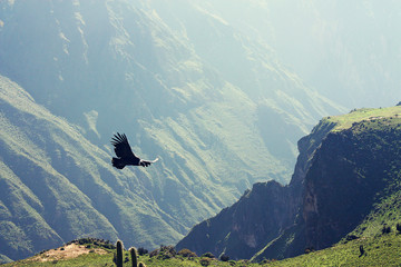 Flying Andean condor in canyon Colca