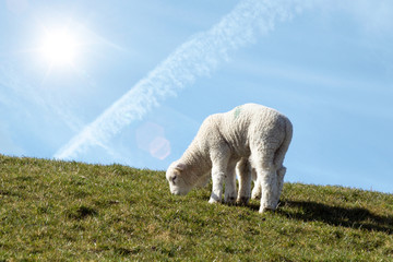 kleines Lamm steht auf der Wiese im Sonnenlicht