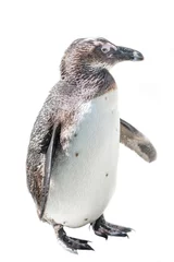 Isolated at white background funny African penguin