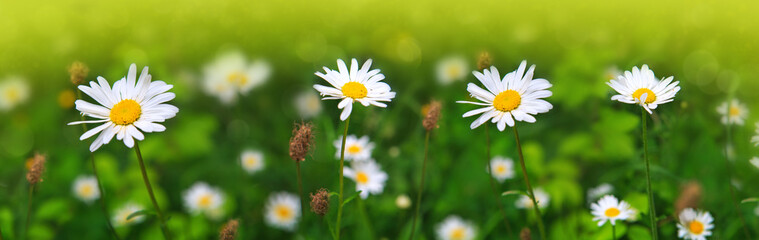 Daisy flowers in the sunny summer day.