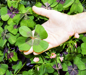 Glück in der Hand