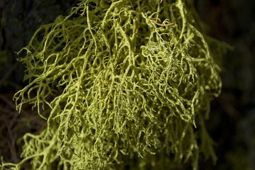 Background: larch and pine close-up with logs covered with fresh lichens, bright bright green color, during a spring sunny day in the woods of the Swiss mountains, alps, switzerland