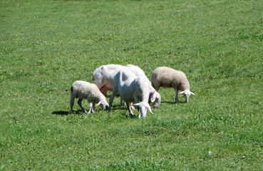 Obraz na płótnie Canvas Sheeps grazing