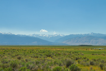 beautiful spring landscape of  a watery meadow.