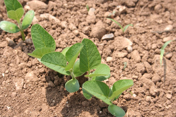 Giovani germogli di piante di Soia nel campo